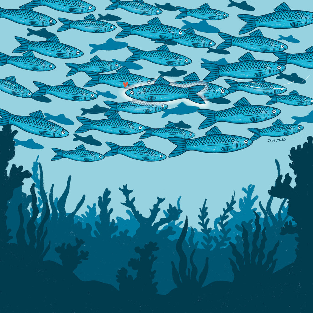 Sardines